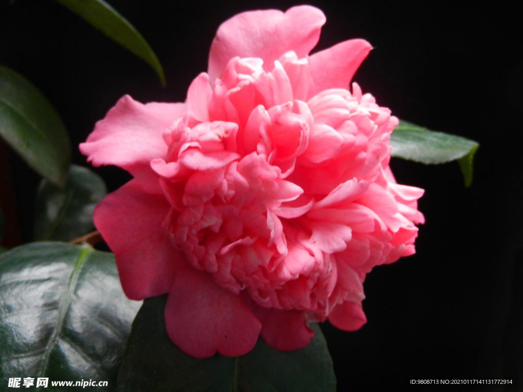 茶花 山茶    山茶花