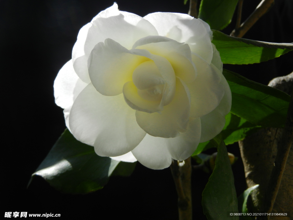 茶花 山茶    山茶花