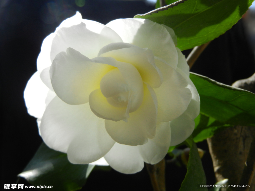 茶花 山茶    山茶花