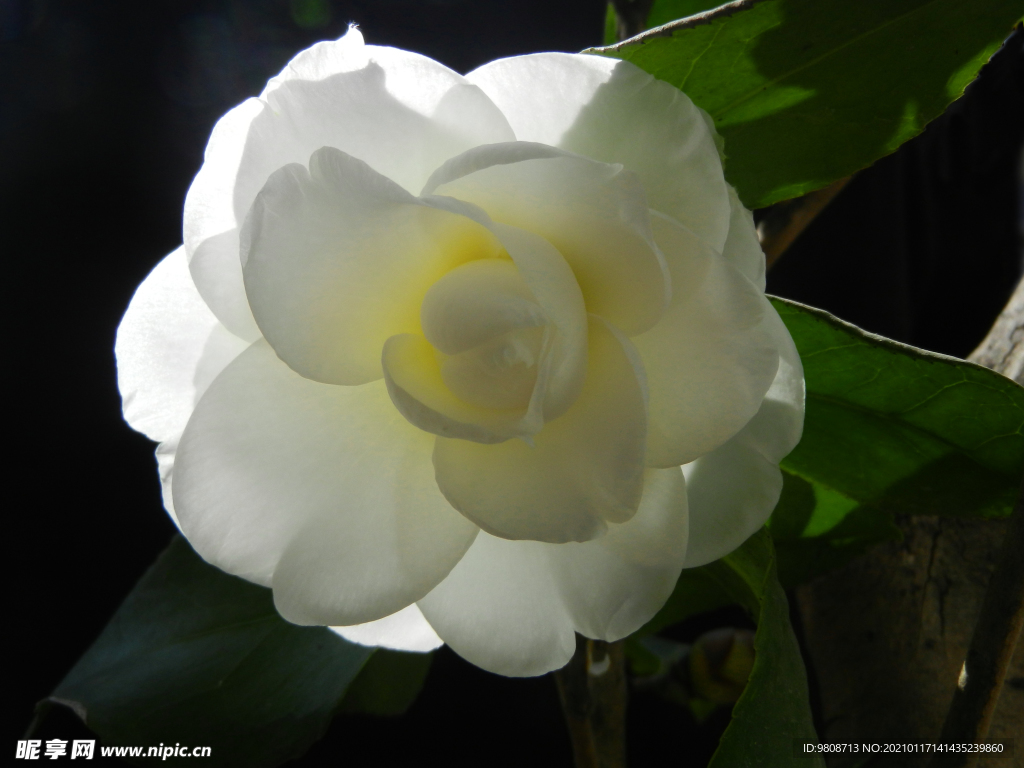 茶花 山茶    山茶花