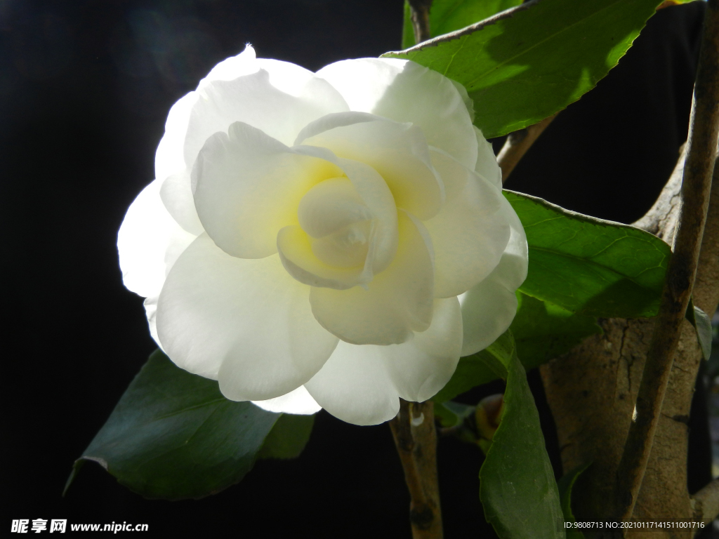 茶花 山茶    山茶花