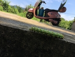 毛毛虫