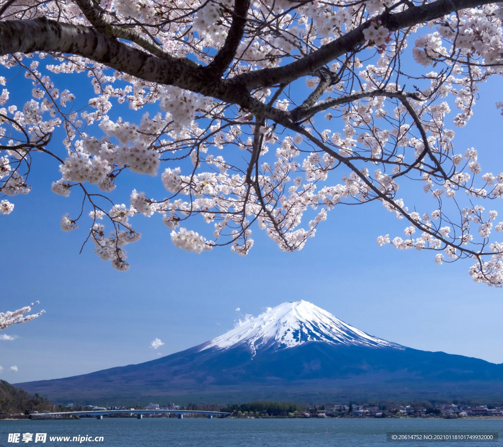 美丽的富士山