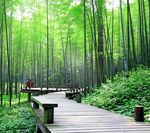 竹林美景