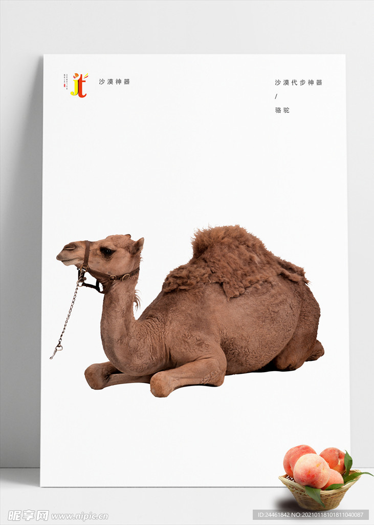 骆驼