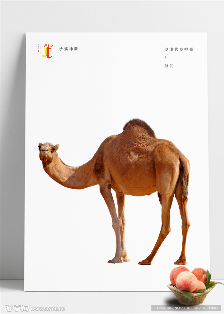 骆驼