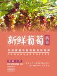 葡萄海报