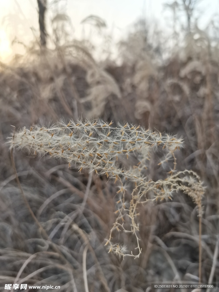 芦苇特写