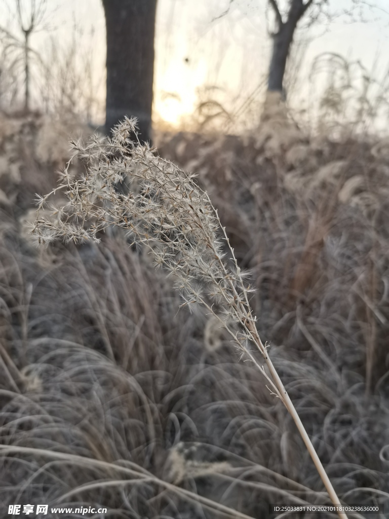 芦苇特写