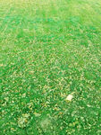 绿草地