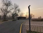 枯树