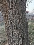 树皮纹理