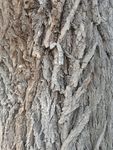 树皮纹理