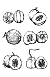 素描水果