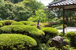 庭院 绿植 园林