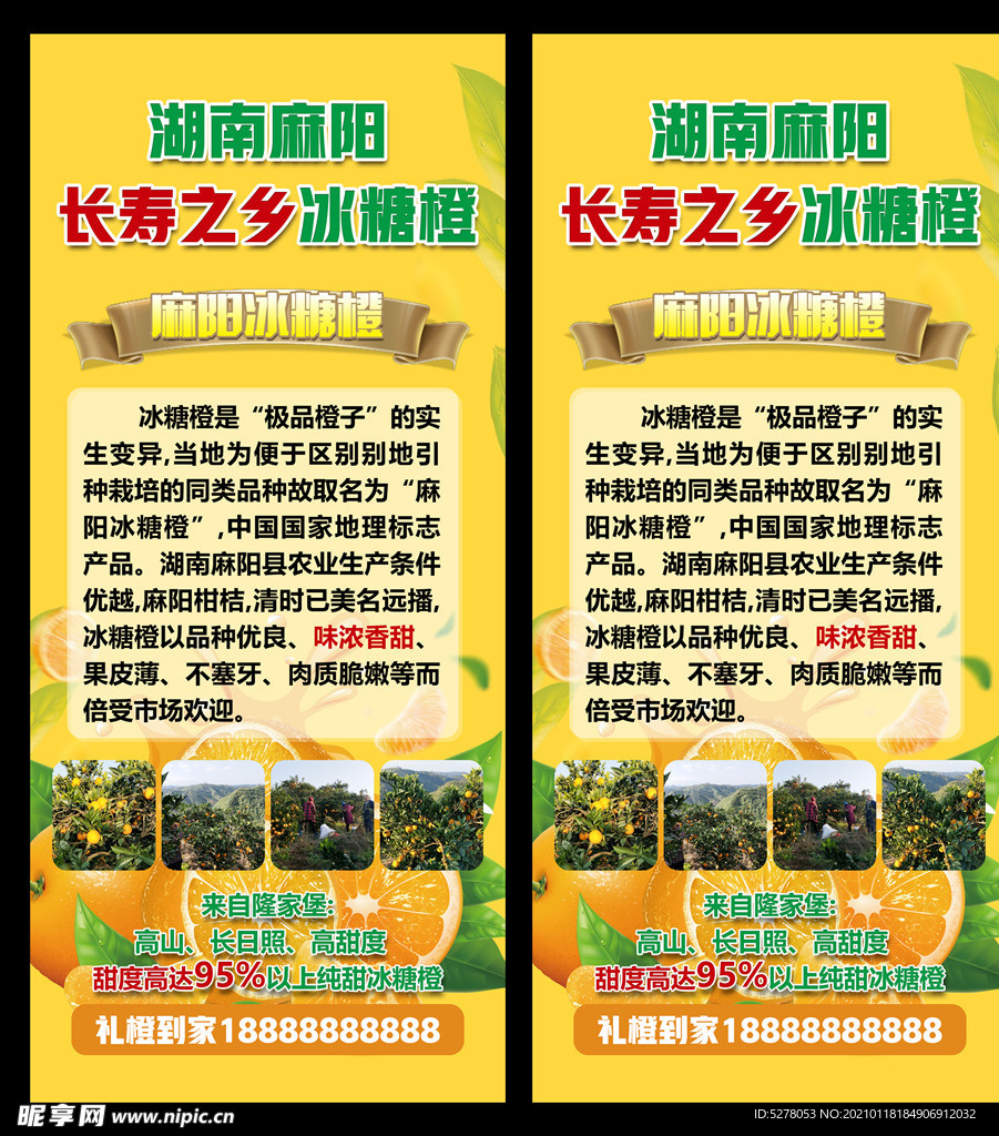 脐橙展架易拉宝