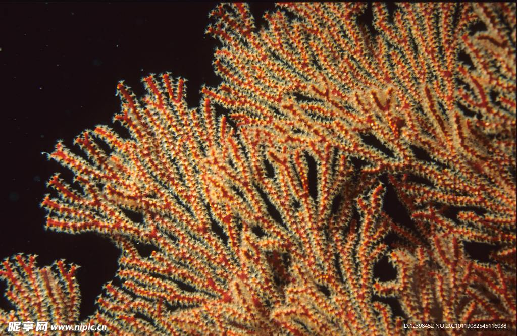 漂亮的海底珊瑚