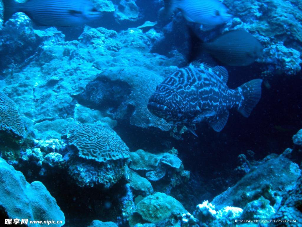 漂亮的海底珊瑚