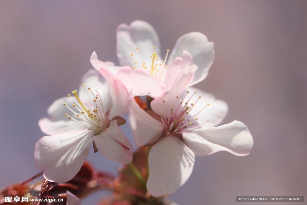 美丽的樱花