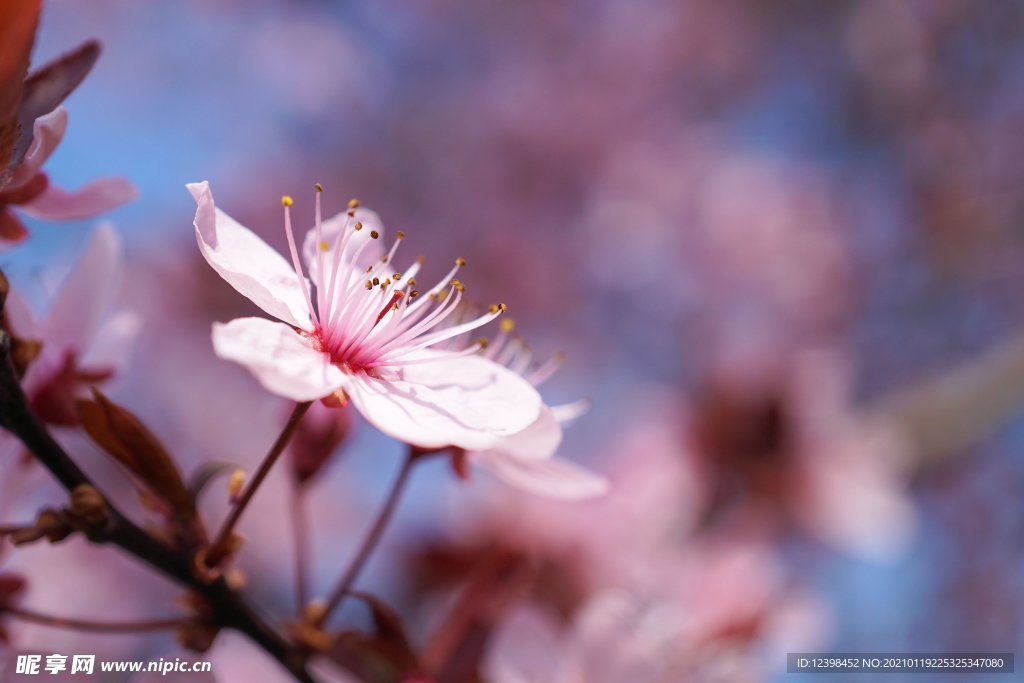 美丽的樱花