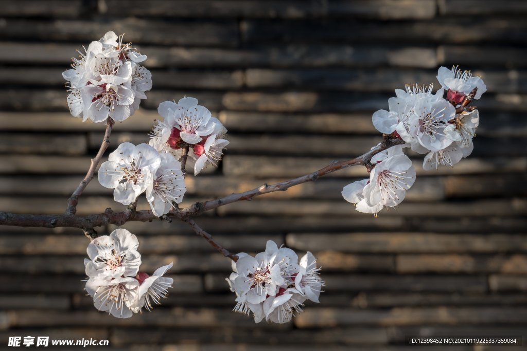 美丽的樱花