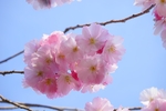 美丽的樱花