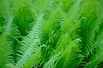 绿草