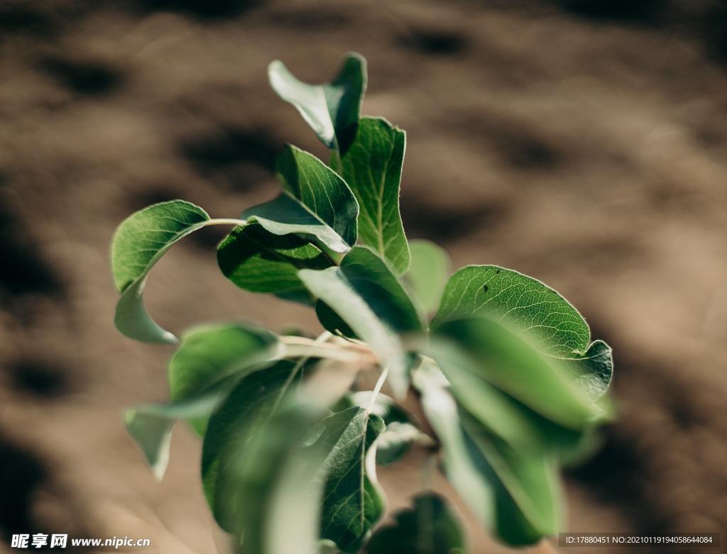绿叶