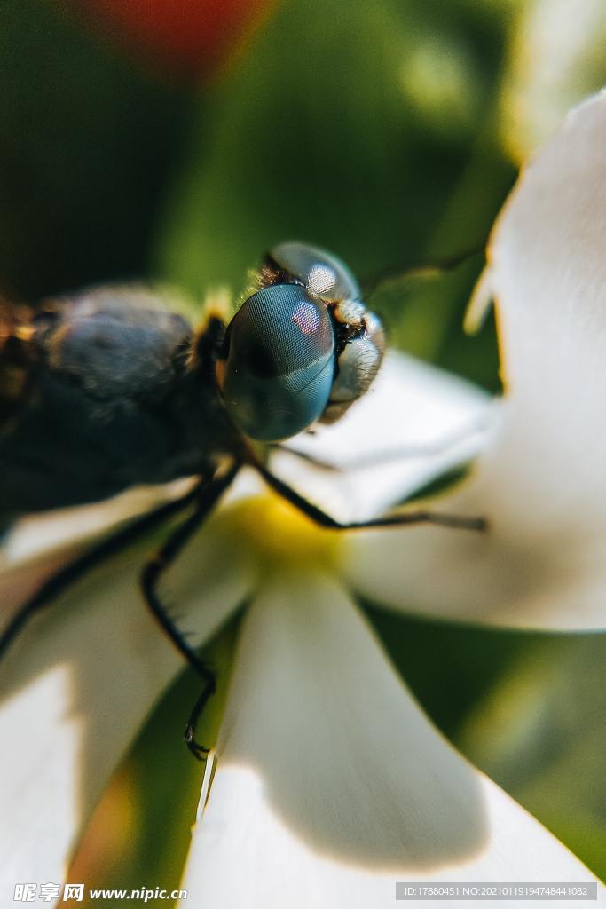 蜻蜓