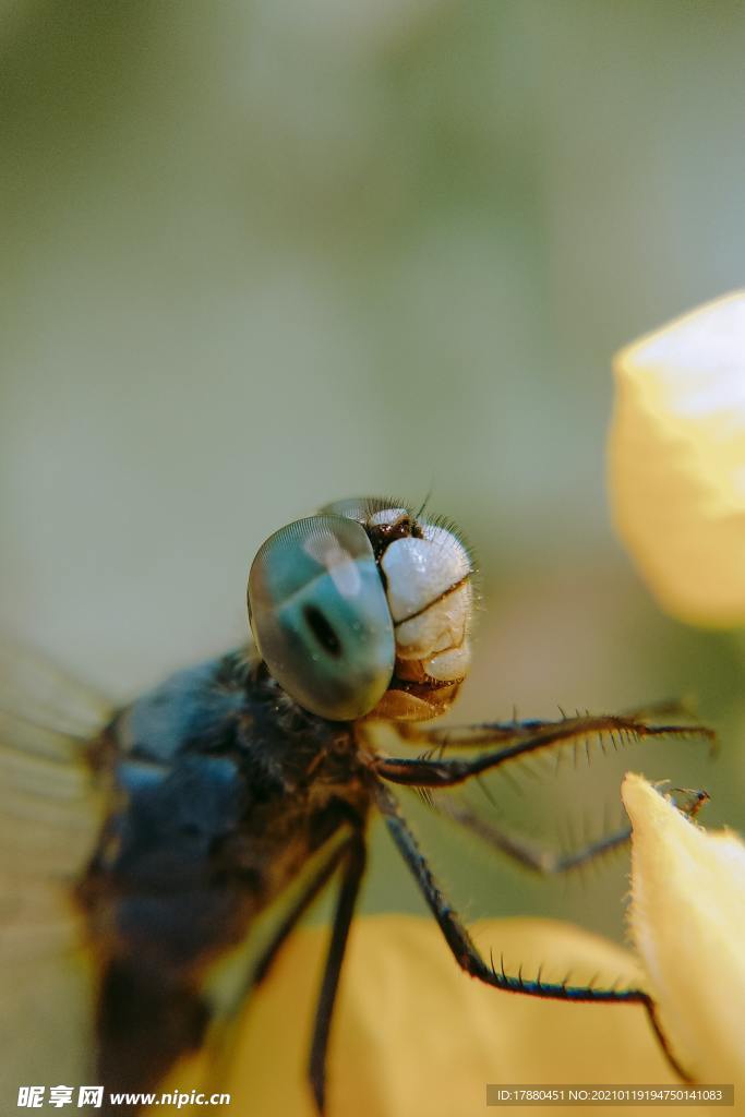 蜻蜓