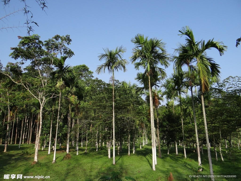 槟榔 树林