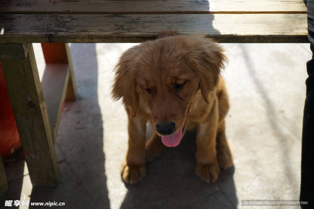 伸舌头的宠物狗金毛幼犬