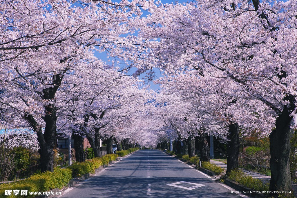 樱花 海报 春天