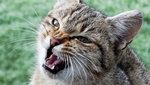 家猫