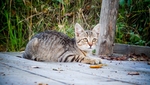 家猫