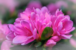 杜鹃花