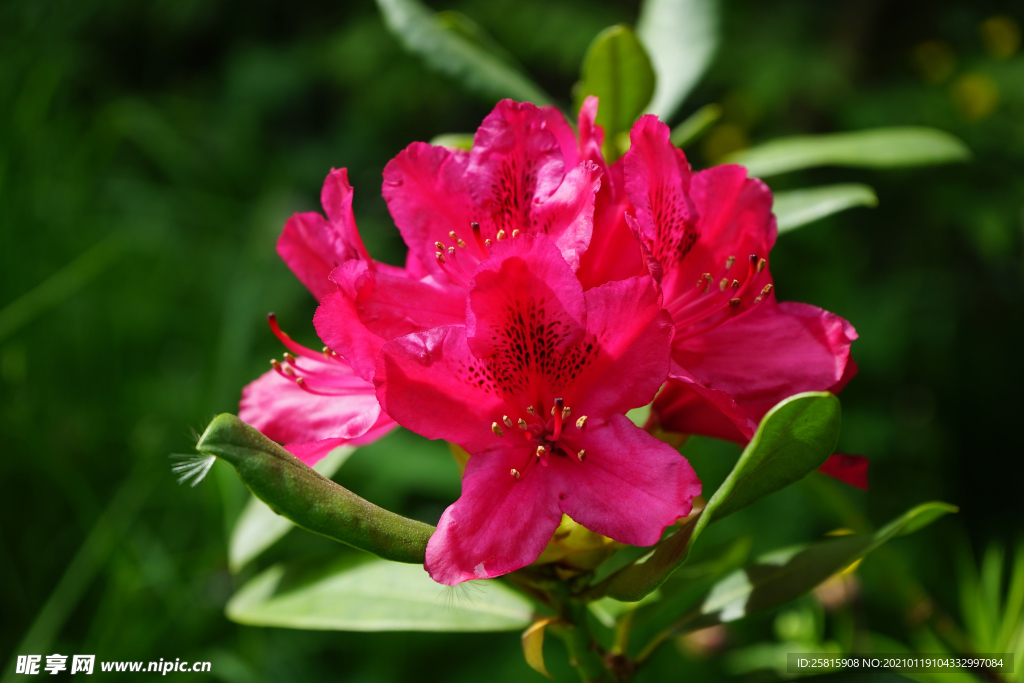 杜鹃花