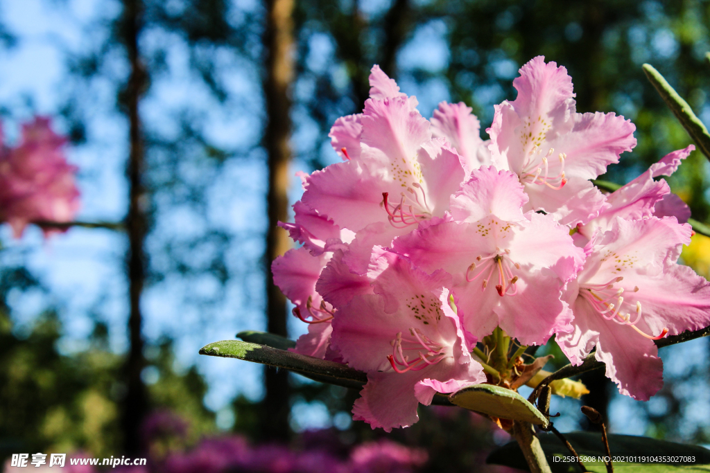 杜鹃花