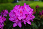 杜鹃花