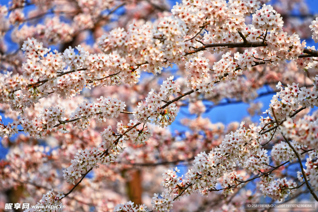 樱花