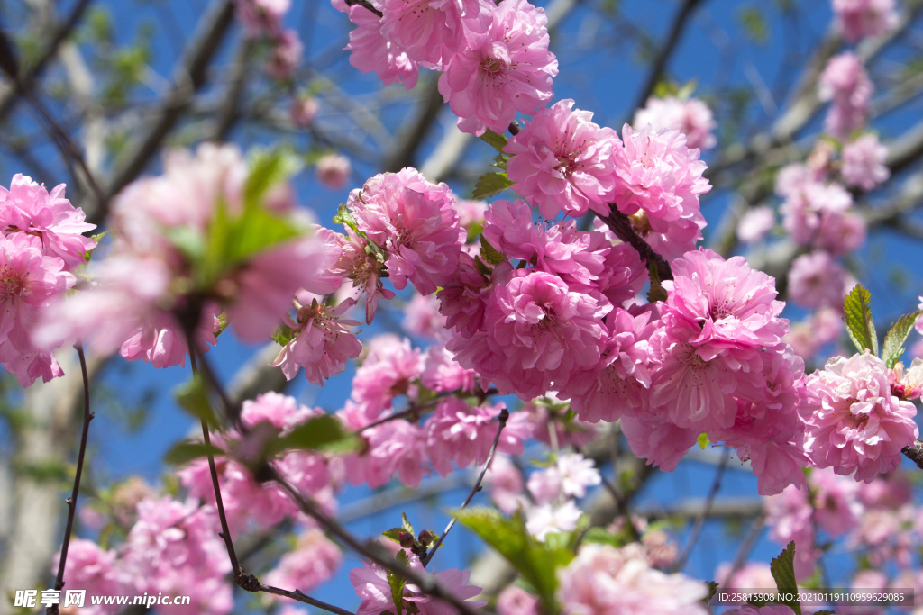 樱花