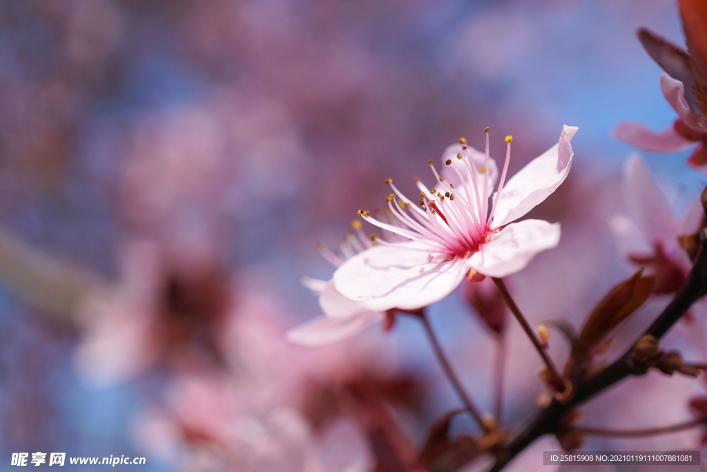 樱花