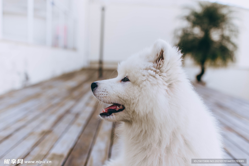 萨摩耶犬