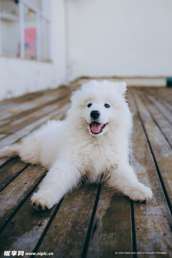 萨摩耶犬