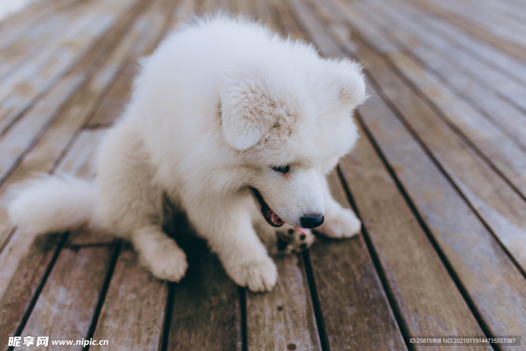 萨摩耶犬