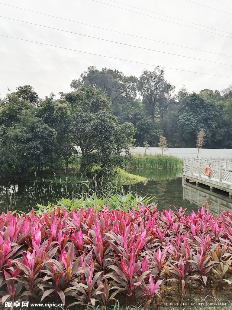 唐家湾花园后花园