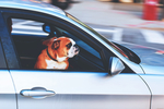 狗狗与车