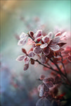 花 草 雪霜