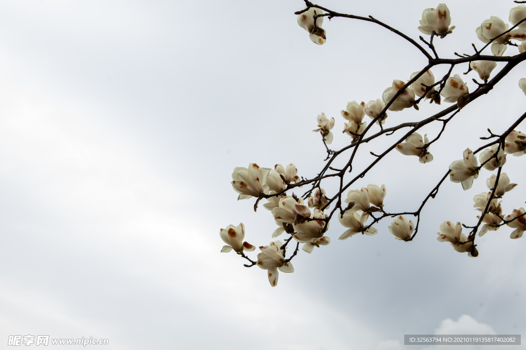 玉兰花