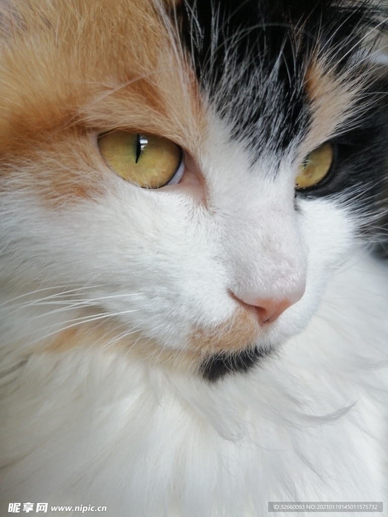 漂亮的猫眼